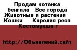 Продам котёнка бенгала - Все города Животные и растения » Кошки   . Карелия респ.,Костомукша г.